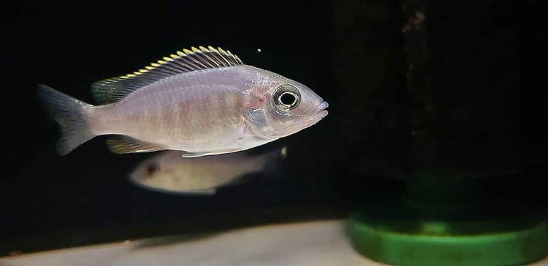 Placidochromis sp. 'jalo' Jalo Reef